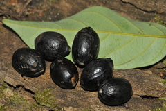 Cryptocarya beddomei